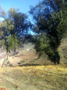 Olivos centenarios en Santa Mara. Petn, Orense